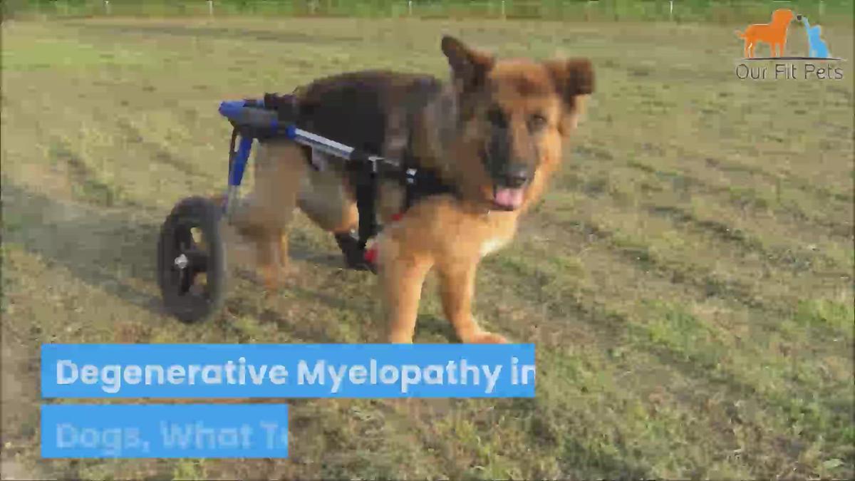 'Video thumbnail for Degenerative Myelopathy in Dogs, What To Do?'
