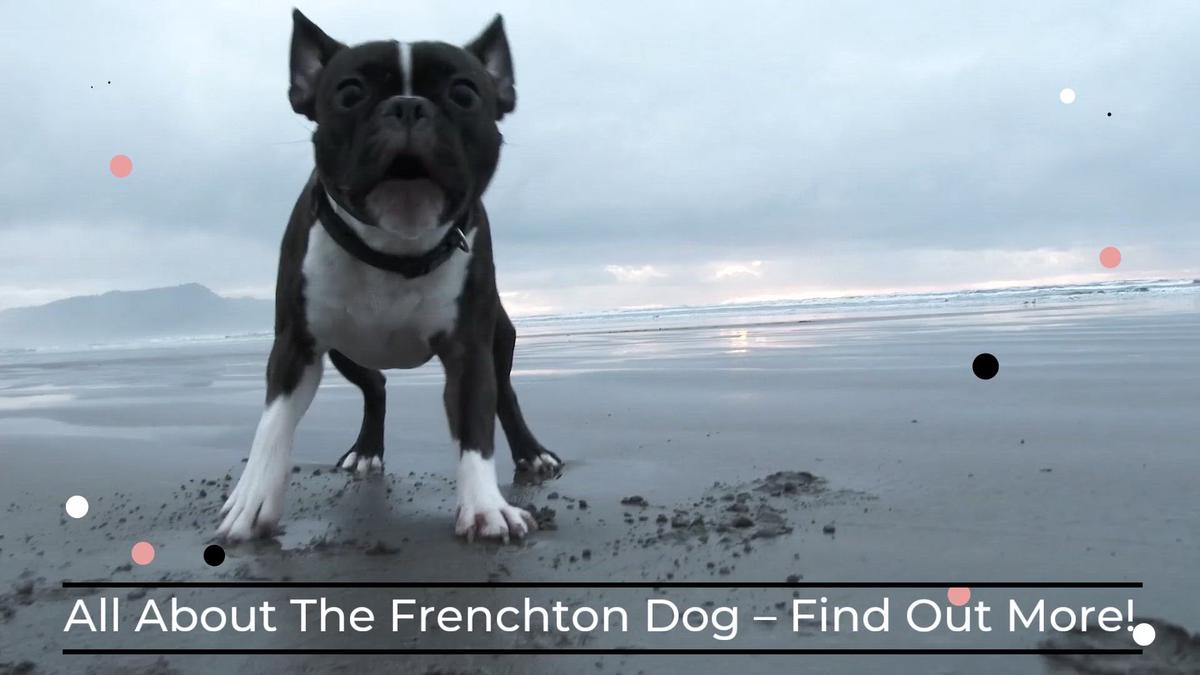 'Video thumbnail for All About The Frenchton Dog – Find Out More!'
