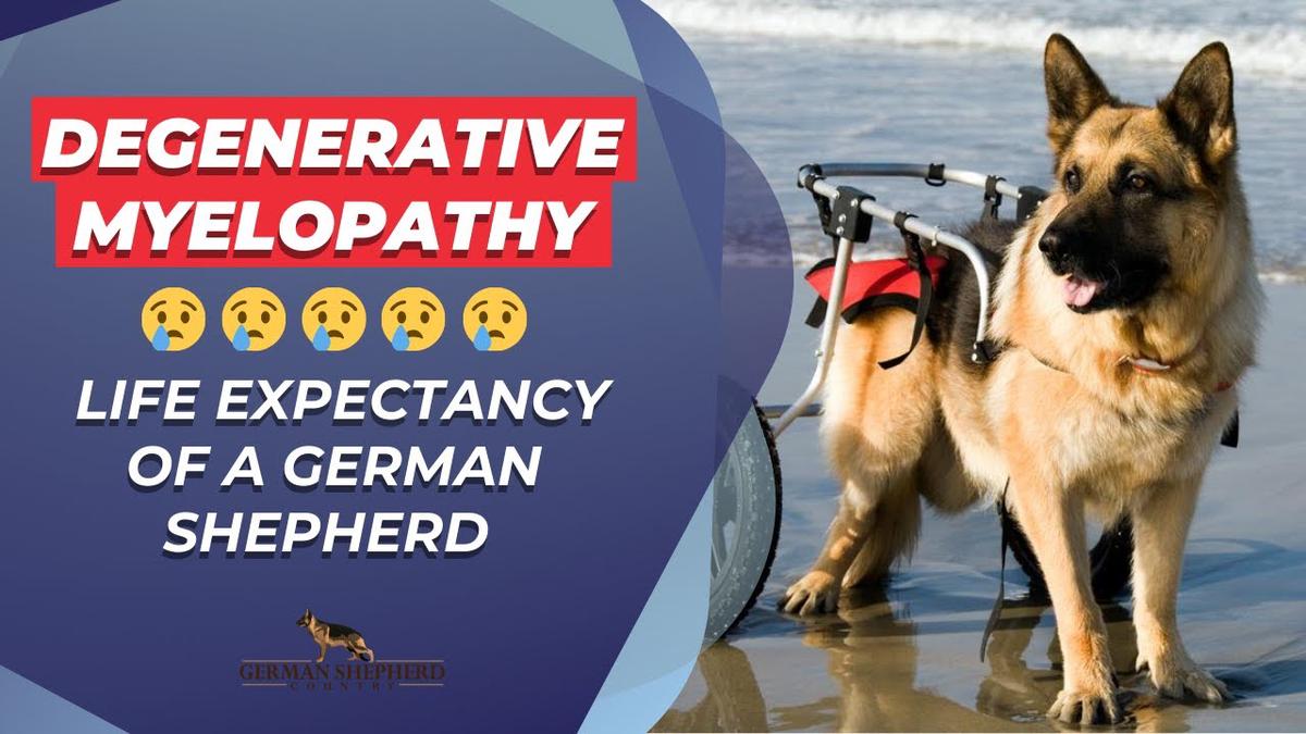 'Video thumbnail for Degenerative Myelopathy ➜ Life Expectancy of a German Shepherd with Degenerative Myelopathy'