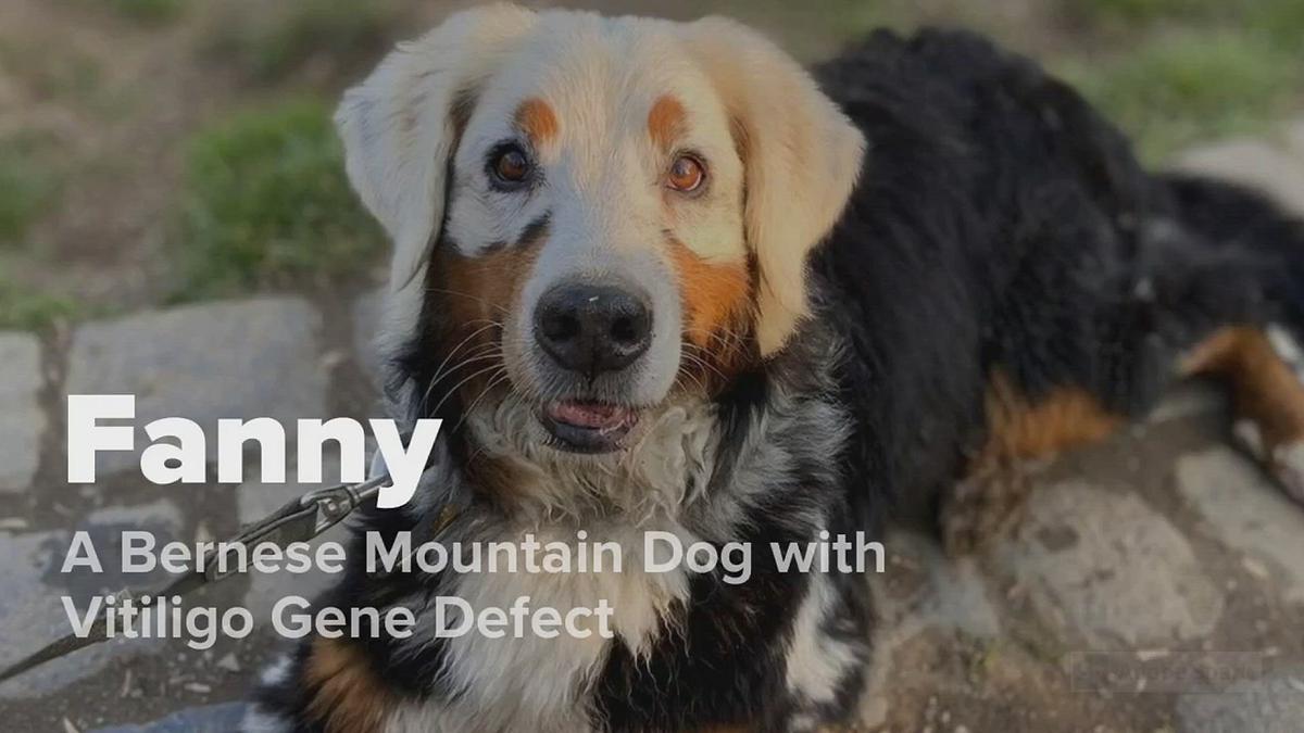 'Video thumbnail for A Bernese Mountain Dog with Vitiligo: A Skin Disease that Causes Skin and Hair Pigmentation Loss - Pets & Animals'