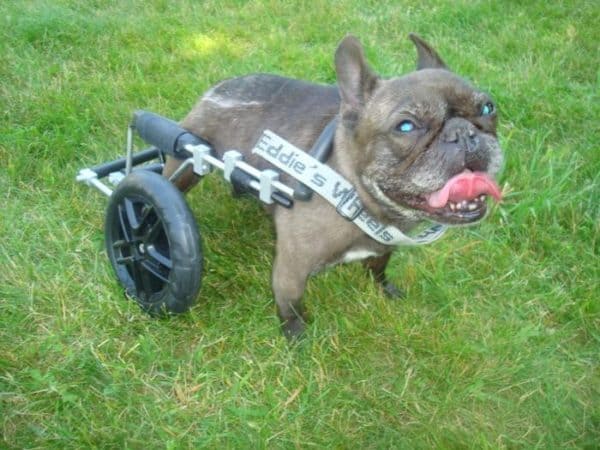 Do French bulldogs have lots of health problems? Little