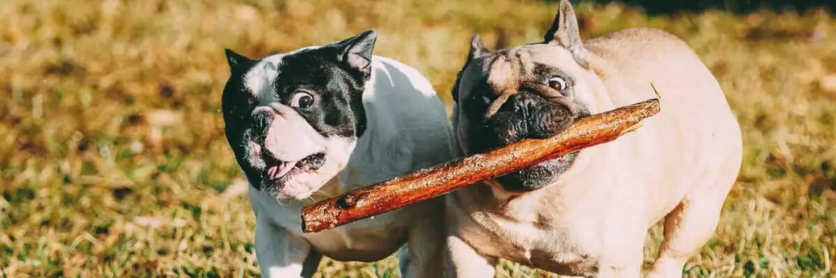 Do French bulldogs have lots of health problems? 1