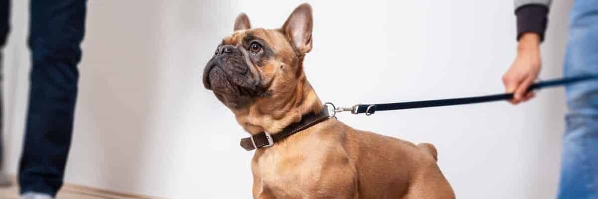 What do I need to know about French bulldogs? 1