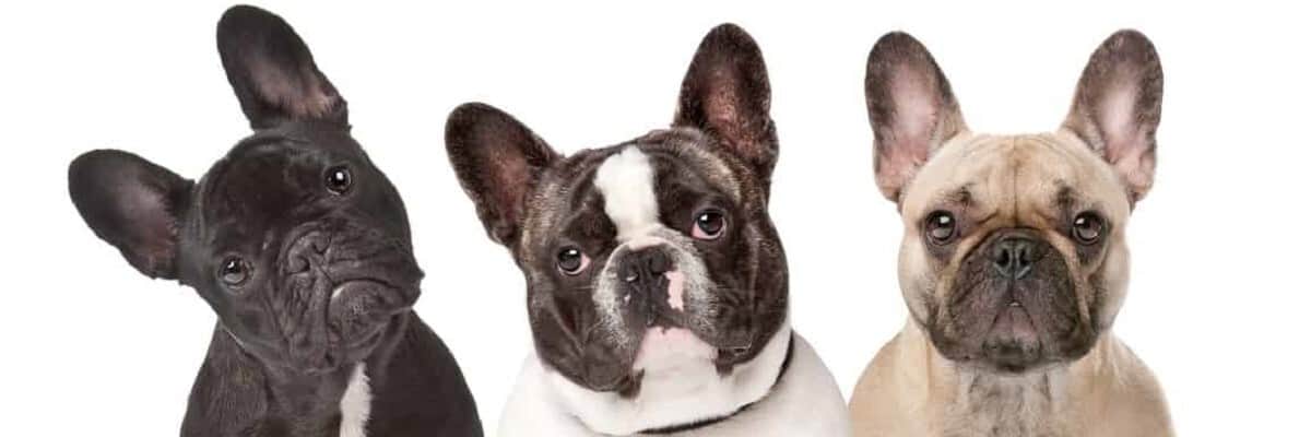 What are French bulldog's personalities like? 1