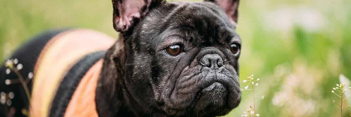 Are French Bulldogs Good For Hiking? A Few Good Tips. 1