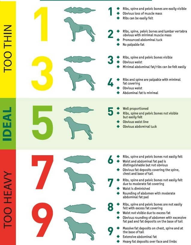 How Much Do French Bulldogs Weigh Guide Lines And Tips