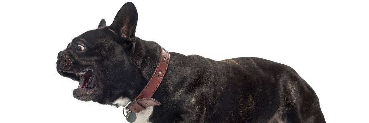 How do I get my French bulldog to stop barking? Training Tips. 1