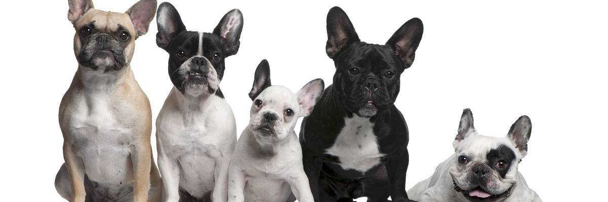 French Bulldog Lifespan - Find Out More! 1