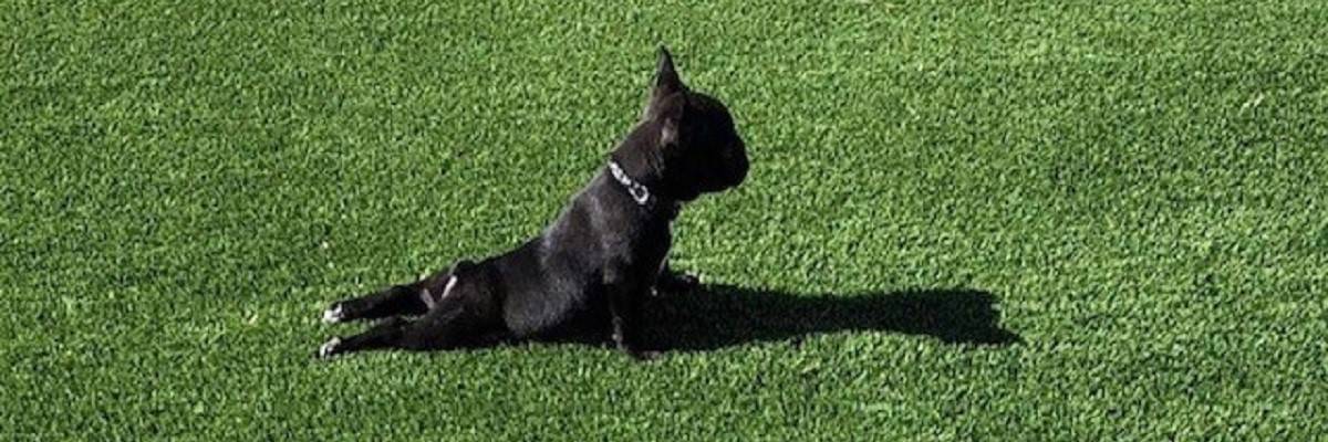 Why do some French bulldogs have tails? - Did You Know? 1