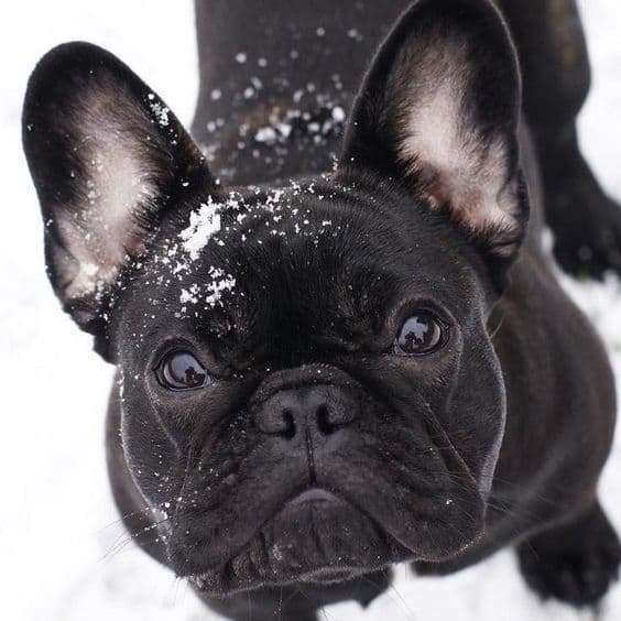 French Bulldog Colors: The Rare and Unique 5