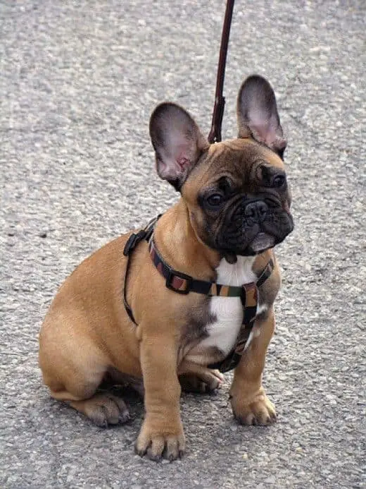 What Are The Rare French Bulldog Colors? 12