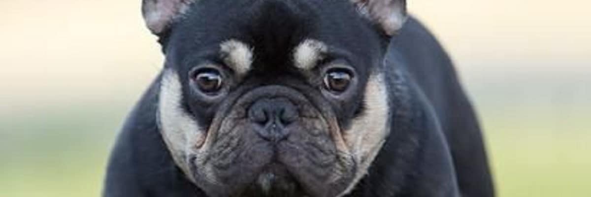 What Are The Rare French Bulldog Colors? - Little French Dog