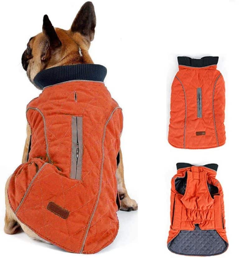 Top 6 French Bulldog Coats/Jackets For Winter.