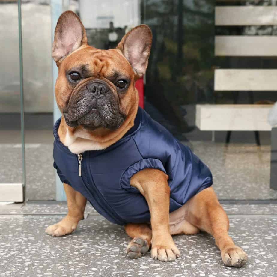 Top 6 French Bulldog Coats/Jackets For Winter. 2