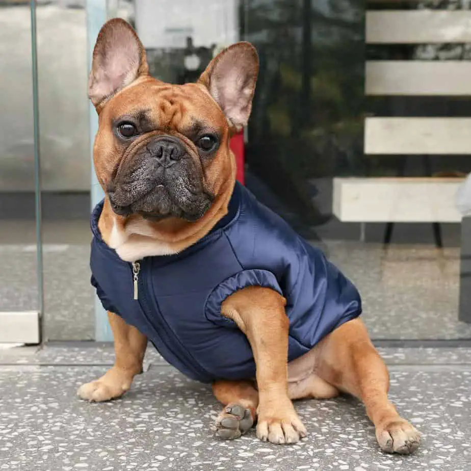 Top 6 French Bulldog Coats/Jackets For Winter.