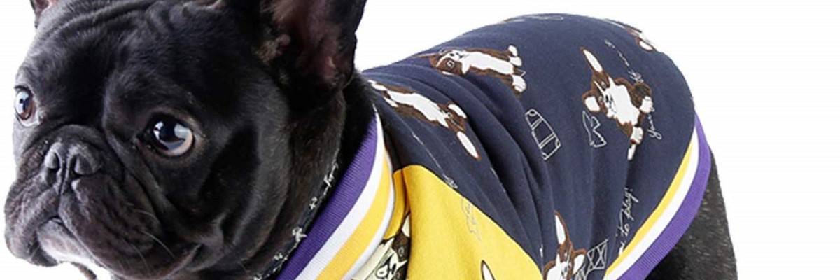 Top 6 French Bulldog Coats/Jackets For Winter. 1