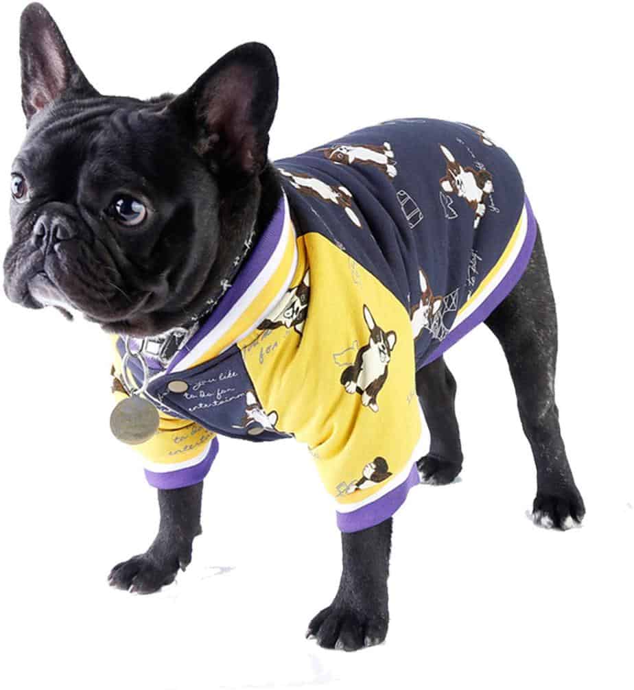 Top 6 French Bulldog Coats/Jackets For Winter.
