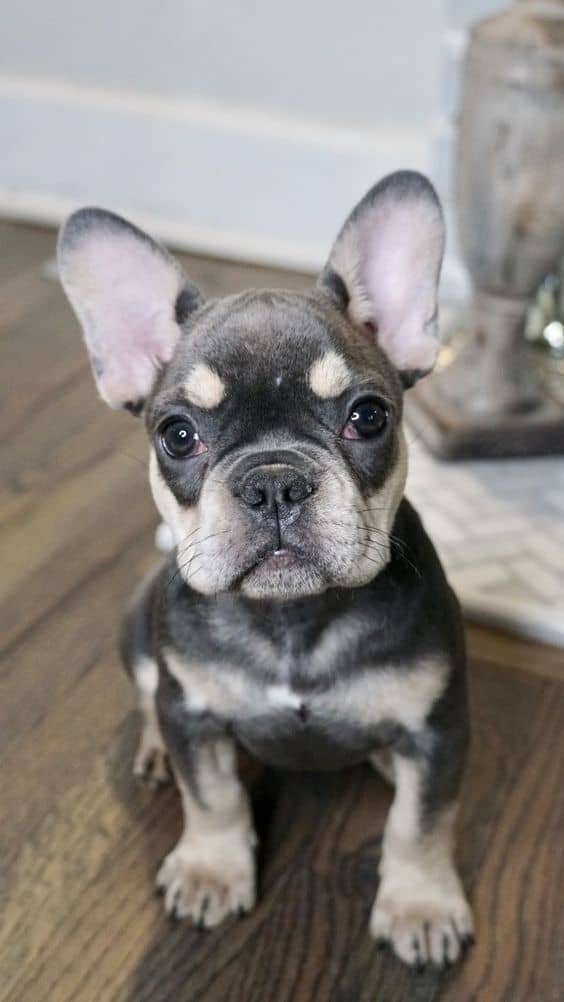 What Are The Rare French Bulldog Colors? Little French Dog