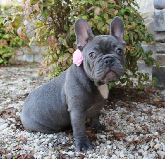 French Bulldog Colors: The Rare and Unique 8