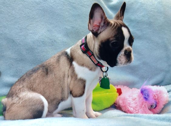 What Are The Rare French Bulldog Colors? 11