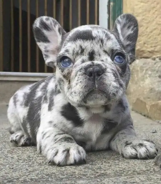 What Are The Rare French Bulldog Colors? 7