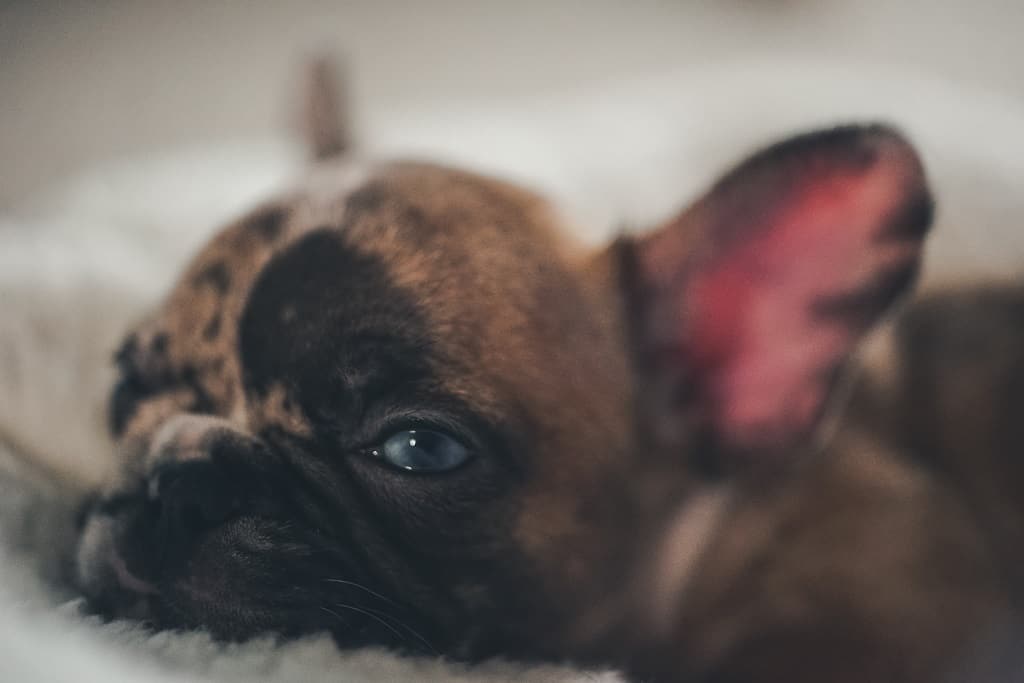 Frenchie Puppy: What To Know Before You Buy