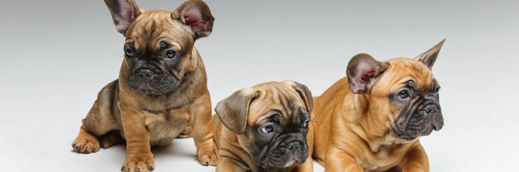 French Bulldog Puppies