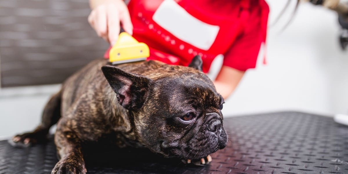 French Bulldog Shedding