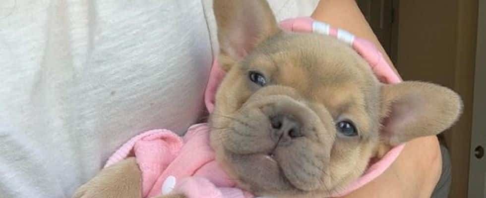 Best Girl French Bulldog Names & Their Meanings 1