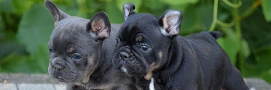 Best Boy French Bulldog Names & Their Meanings - Little ...