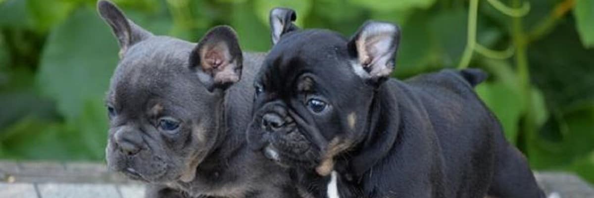 Best Boy French Bulldog Names & Their Meanings Little
