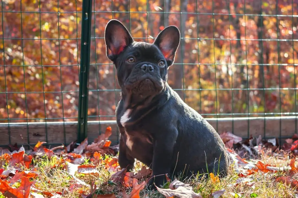 Why Is My French Bulldog shedding? - What To Do! 2