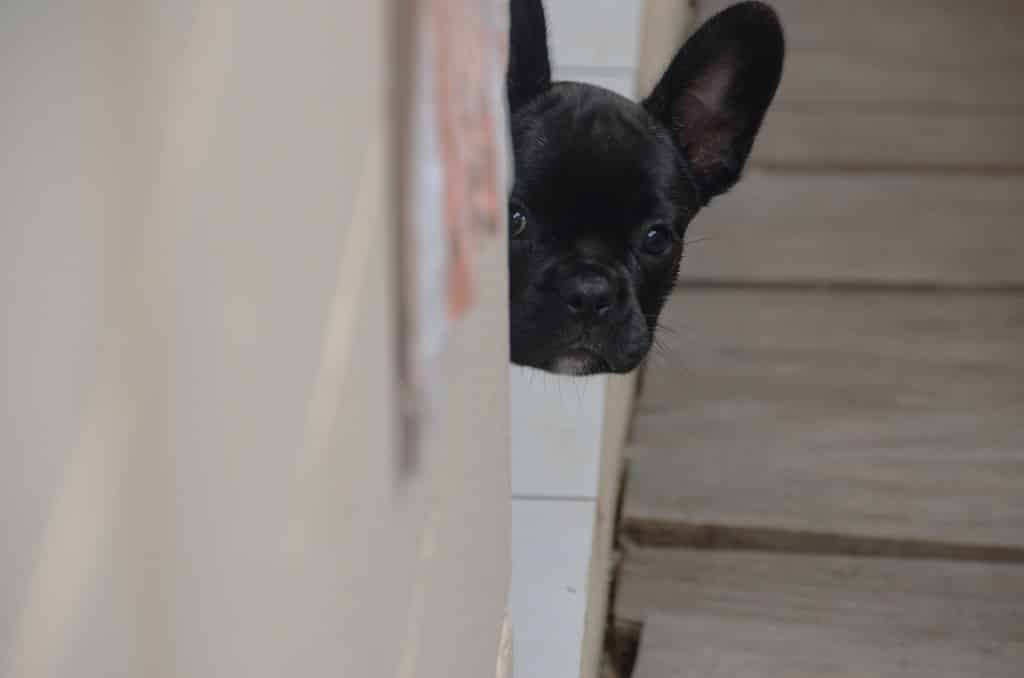 Why is my French bulldog scared? How To Fix. 2