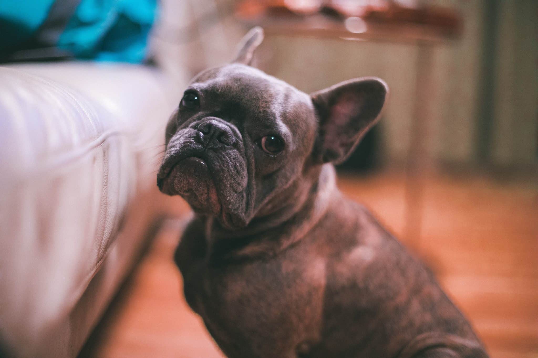Are French bulldog puppies hard to train? What To Know