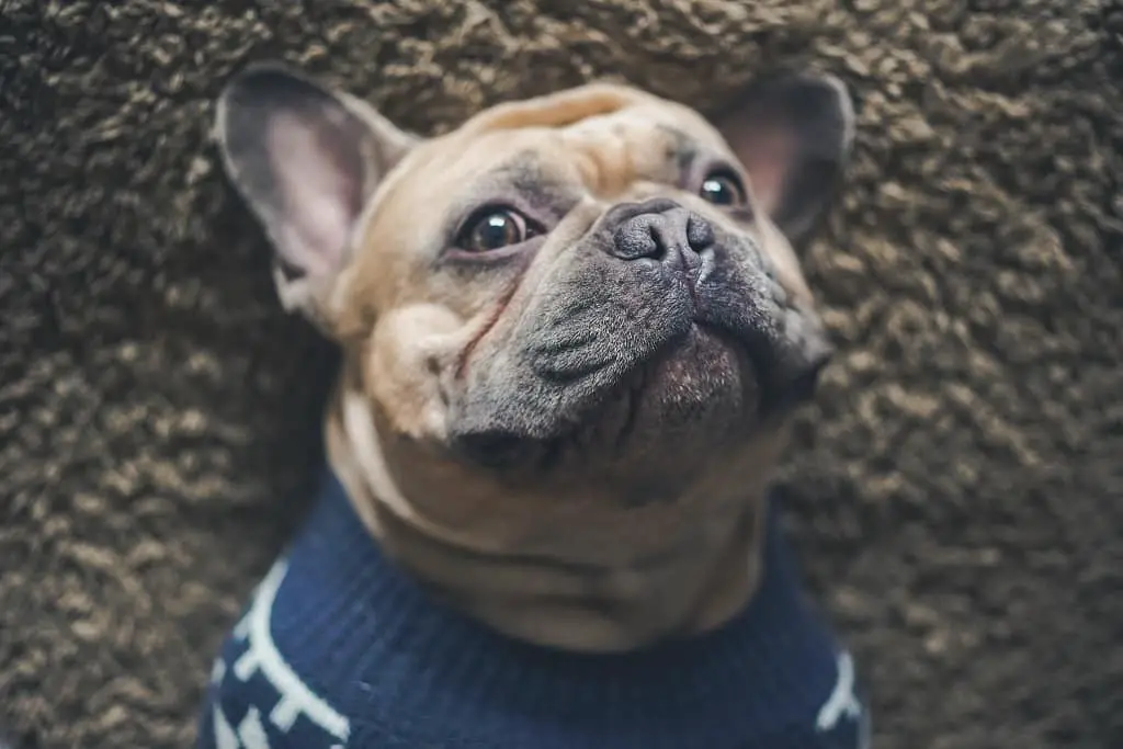 How much should I pay for a French bulldog? All The Facts. 2