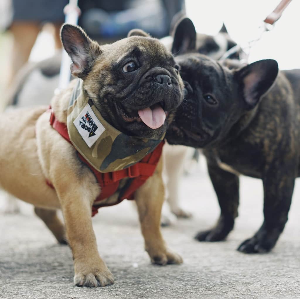 How do I get my French bulldog to stop barking? Training Tips. 2