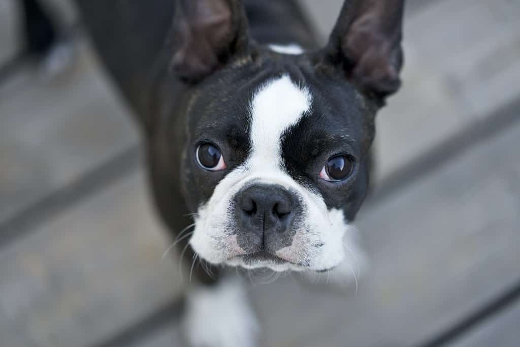 French Bulldog vs Boston Terrier. Pros and Cons. 3