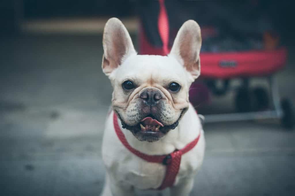 Why Is My French Bulldog shedding? - What To Do! 3