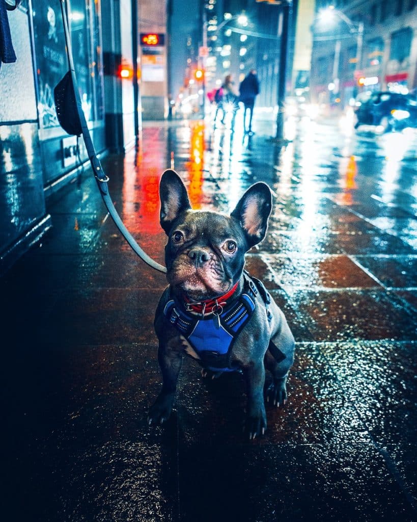 What are French bulldog's personalities like? 4