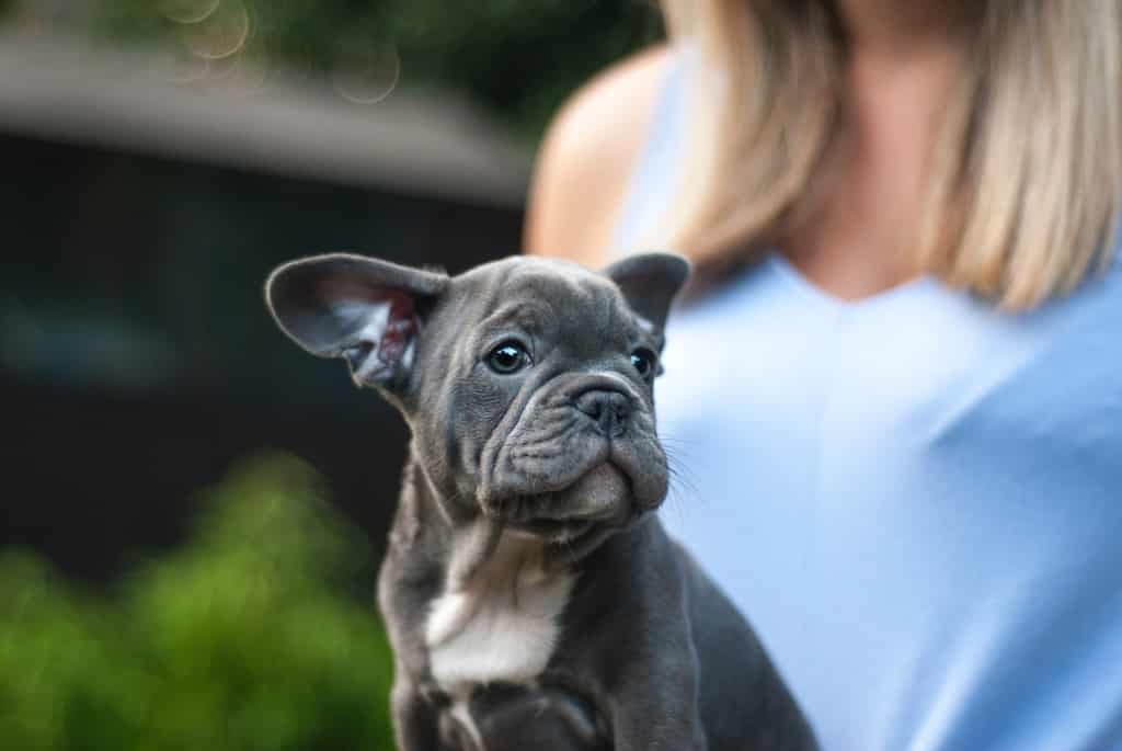 What to know about blue French Bulldogs? 3
