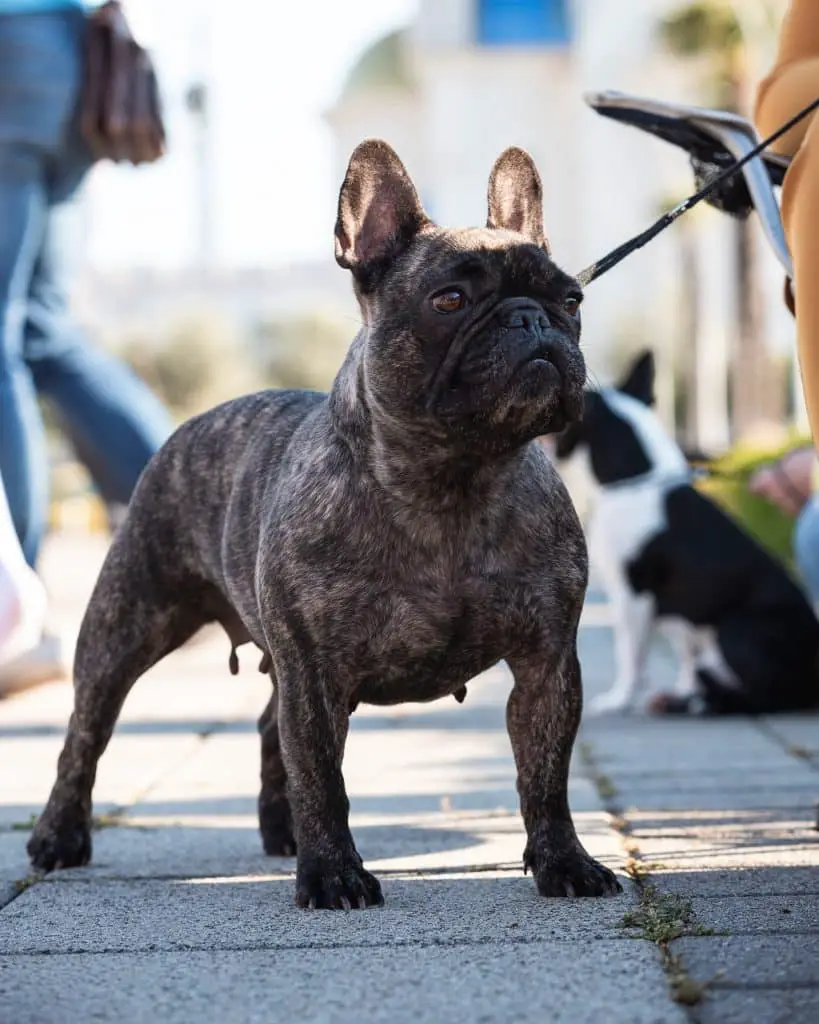 Are French bulldog easy to train? -Where To Start 4