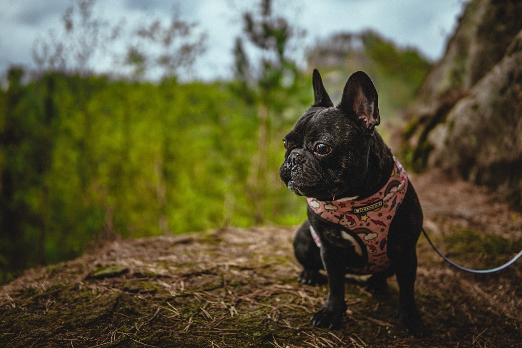 can bulldogs go on hikes