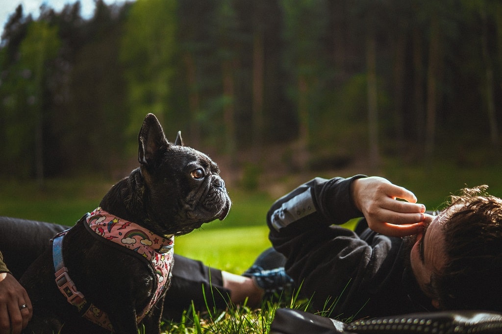 How Long Do French Bulldogs Live Little French Dog