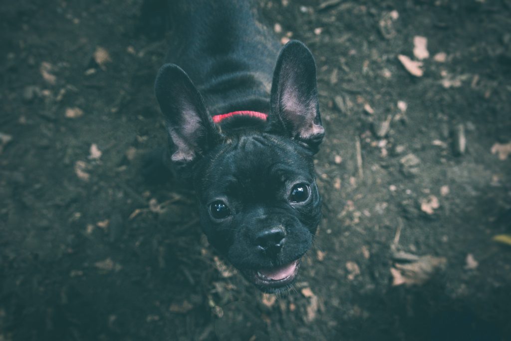 Should You Clean French Bulldogs Ears