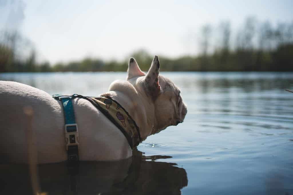 can bulldogs go on hikes