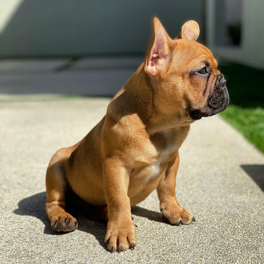 How Much Do French Bulldogs Weigh? (Guide Lines and Tips)