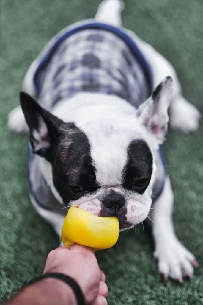 Why Is My French Bulldog Puppy Biting