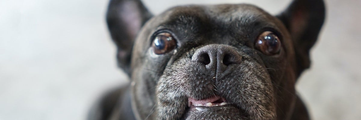 Are French Bulldogs high energy? - Find Out More! 1