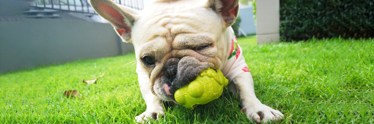 Best French Bulldog Chew Toys Our Top 5 Little French Dog