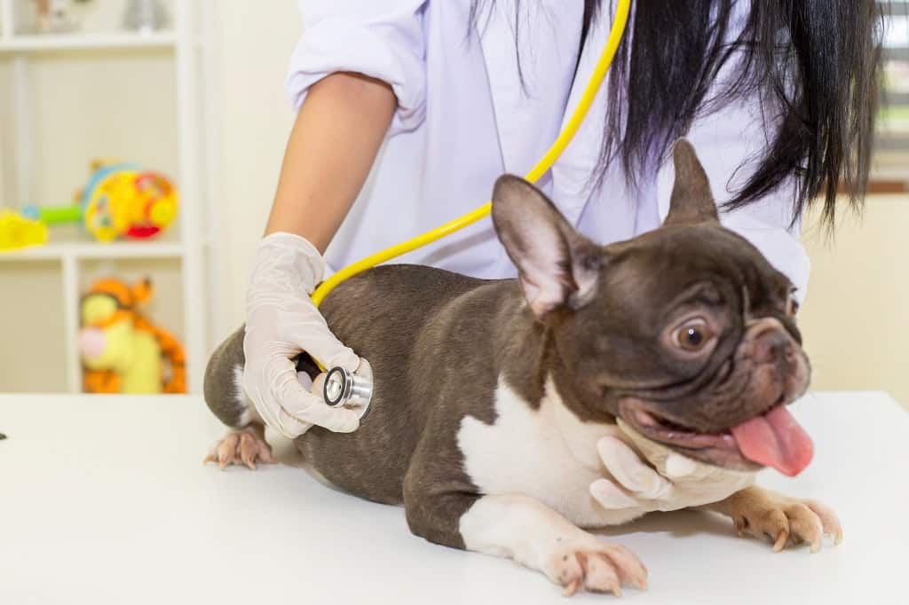 Frenchie Kennel Cough- Find Out More!